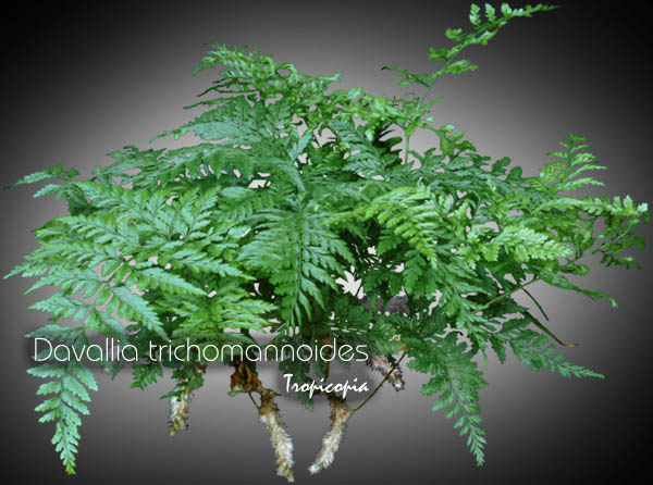 Fern - Davallia trichomannoides - Rabbit's foot, Squirrel's foot 